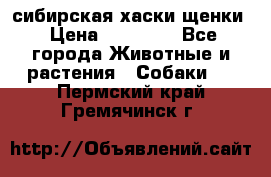 сибирская хаски щенки › Цена ­ 10 000 - Все города Животные и растения » Собаки   . Пермский край,Гремячинск г.